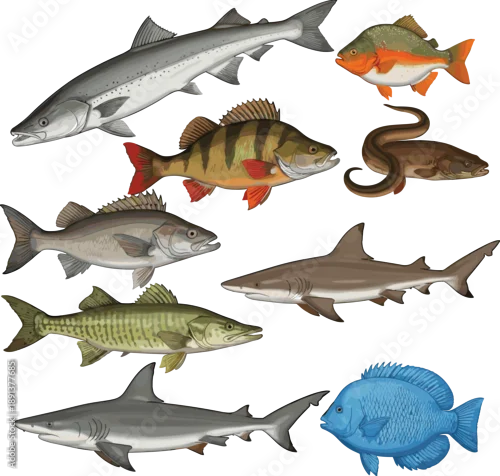 Fototapeta Freshwater and saltwater fish species collection including salmon bass eel shark realistic vector illustration