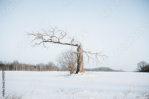 tree in the snow