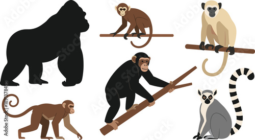 Wild monkeys and apes collection including gorilla chimpanzee lemur jungle animals vector illustration