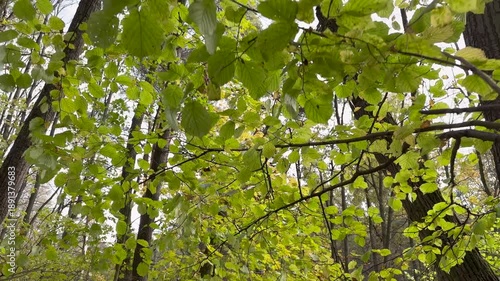 Walking in the autumn forest.