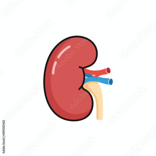 Illustration of a Kidney Anatomy