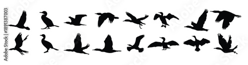 cormorant bird illustration silhouette aquatic seabird 