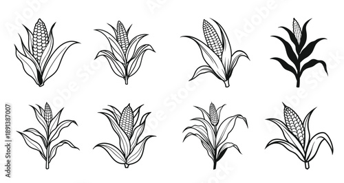  corn plants in various styles a illustration set corn plant