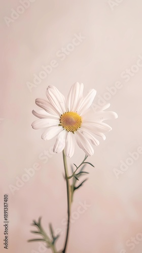 daisy flower closeup