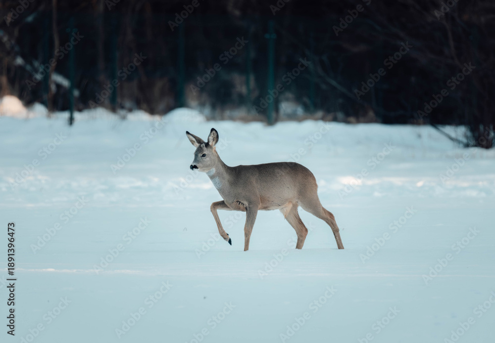 Naklejka premium deer in snow