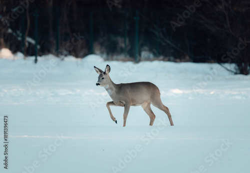deer in snow