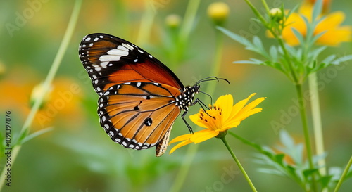 Canvas Print Orange butterfly on orange cosmos flowers