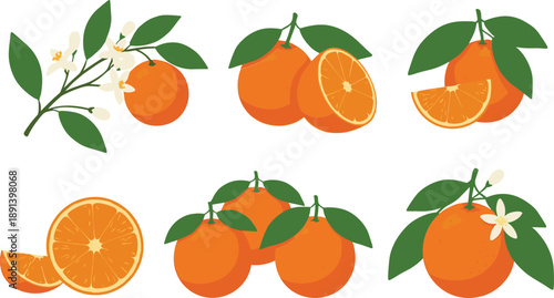 Fresh orange fruit vector set with whole and sliced citrus, leaves and blossom elements illustration collection