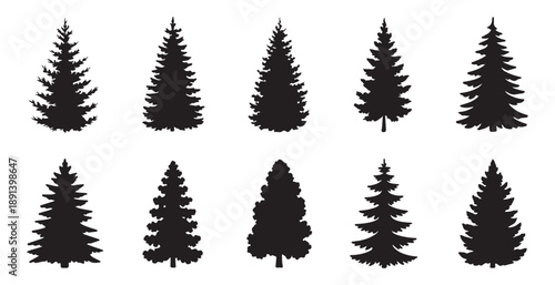 Variety of silhouette conifer trees and pine trees for nature and forest designs