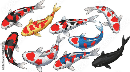 Koi fish vector set with colorful Japanese carp swimming poses realistic ornamental pond wildlife illustration collection