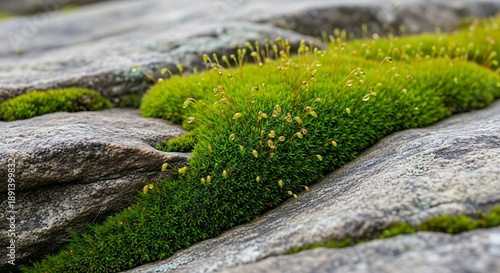 Vibrant green moss grows on rugged gray rocky surface outdoors