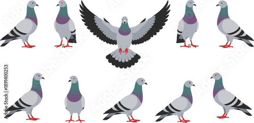 Pigeon bird vector set with flying and standing poses realistic urban dove illustration isolated on white background