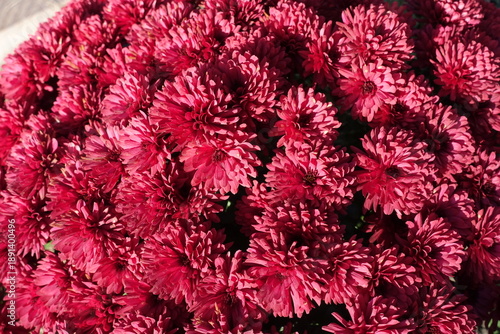 A ton of red flowers of Chrysanthemums in October