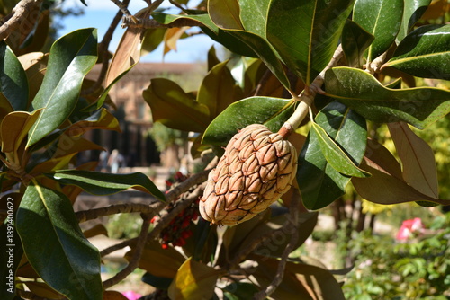 botanical detail, seasonal change, and the vivid colors of a ripening magnolia seed pod hanging from a tree branch in a garden setting.