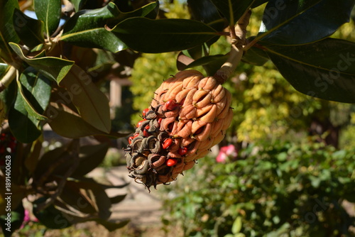 botanical detail, seasonal change, and the vivid colors of a ripening magnolia seed pod hanging from a tree branch in a garden setting.