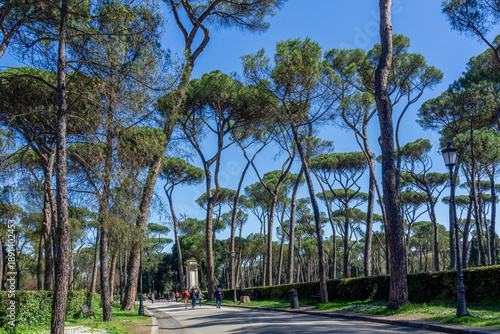 Iconic Italian Stone Pines in Villa Borghese Public Park Rome Italy featuring Mediterranean Landscape Architecture and Walking Path under a Clear Blue Sky