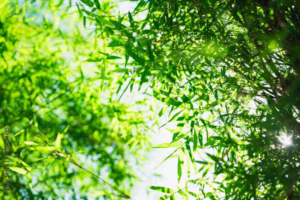 Fototapeta premium Abstract blurred green bamboo leaf on sunlight, natural greenery bamboo leaf using as background or wallpaper
