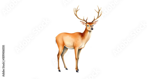 deer, stag, buck, doe, wild animal, forest animal, woodland animal, nature animal, mammal, wildlife illustration, elegant animal, graceful deer, antlers, horns, wild nature, outdoor animal, vector ill