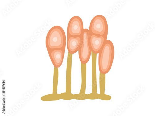 Hand Drawn Mold Uredospores Fungus
