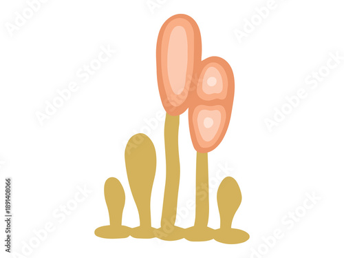 Hand Drawn Mold Uredospores Fungus
