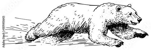 Grizzly bear walking hand drawn sketch, detailed woodcut style vector illustration of wild forest animal predator wildlife art