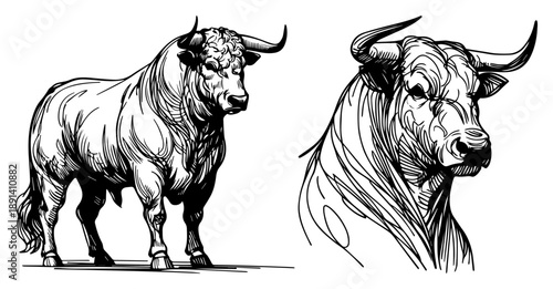 Bull and ox head set vector illustration, hand drawn sketch of powerful farm animal or zodiac sign Taurus for agriculture or mascot design