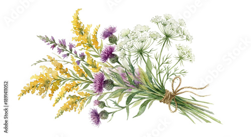 lavender flowers isolated on white background