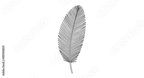Delicate and detailed black line art drawing of a single, slender palm leaf or feather, isolated on a white background.