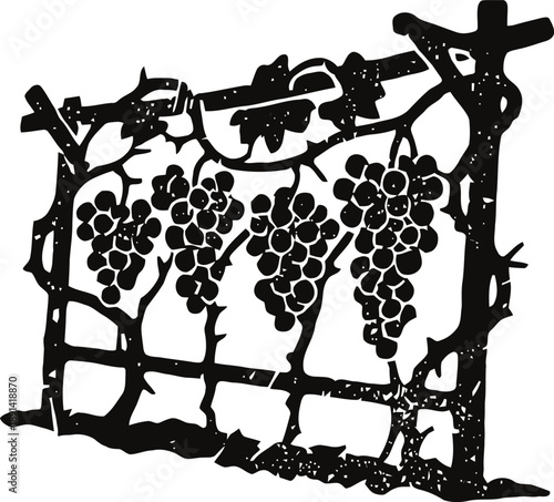 Grapevine trellis with ripe grape clusters hanging on wooden frame silhouette