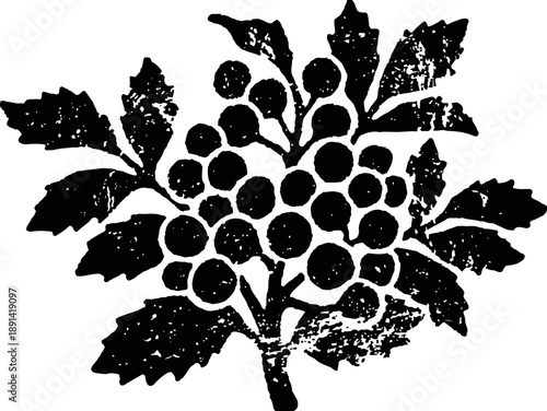 Vintage botanical illustration of grape cluster with leaves in black and white