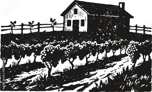 Rustic vineyard landscape with grapevines and farmhouse in countryside field illustration