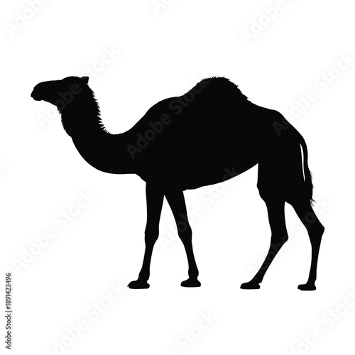 A striking silhouette of a dromedary camel stands prominently against white