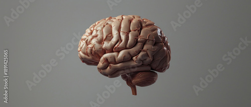 A three-dimensional visualisation of the brain with detailed convolutions is suitable as a background for medical presentations or educational materials on neuroscience.