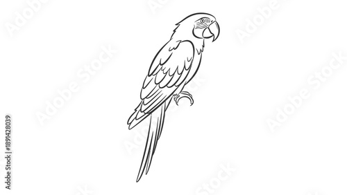 Parrot Sketch: A detailed, artistic sketch of a vibrant parrot, capturing the bird's unique form and features in clean lines and subtle shading.
