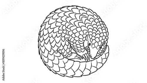 Rolled Pangolin in Protective Pose: A detailed line drawing captures the intricate scale pattern of a pangolin, curled into a defensive ball.