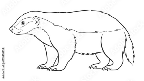 Badger Sketch: An isolated sketch of a detailed badger, showcasing its iconic markings and poised for action.