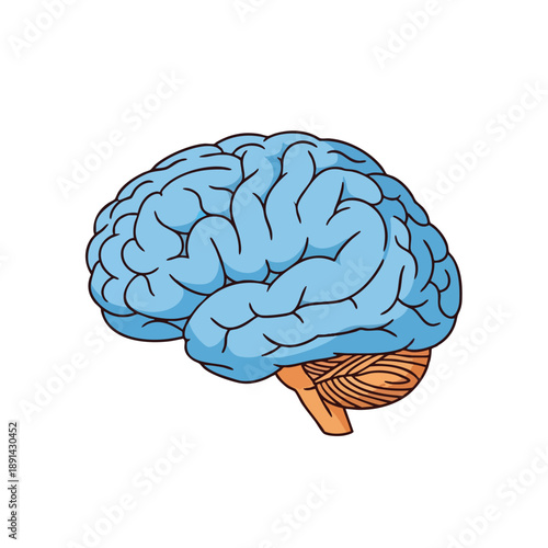 Illustration of Human Brain Anatomy