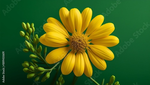 Adey Abeba Yellow Ethiopian New Year Seasonal Flower On Green Background High Quality Illustration