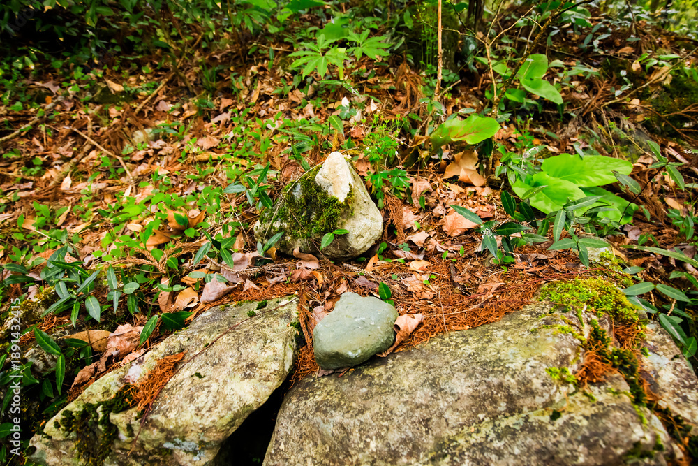 Obraz premium Flowers and plants growing in the cracks of rocks
