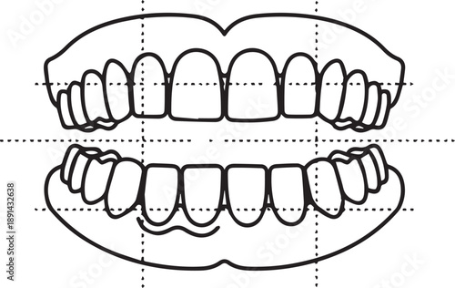 Dental anatomy diagram with mouth lips showing upper and lower teeth set for dentistry education human jaw outline drawing medical oral health poster with orthodontic grid background