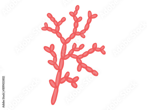 Spore Cladosporium Fungus Clip Art
