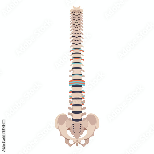 Human Spine Anatomy Illustration
