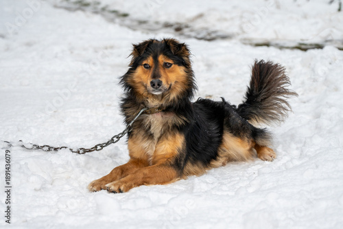 Dog on a chain lying in the snow during cold winter