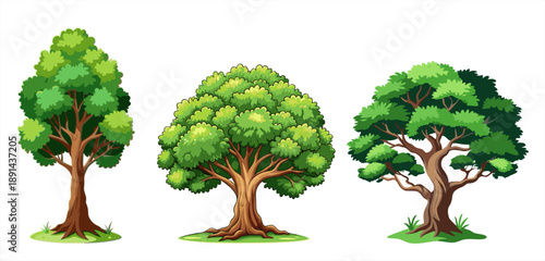 Set of three lush green deciduous trees with detailed leafy canopies and textured trunks. Modern flat design illustrations isolated on a white background, ideal for creating summer landscapes, park sc
