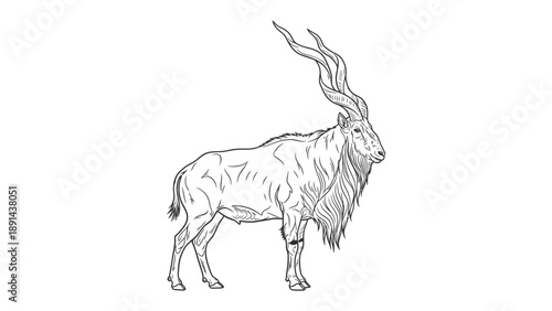 Majestic Markhor: A detailed illustration captures the impressive physique of a Markhor, showcasing its distinctive spiral horns and commanding presence.