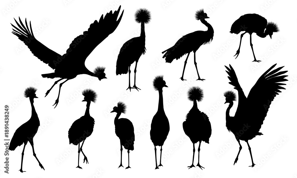 Naklejka premium A set of crowned crane silhouette. Wild bird of Africa. Realistic vector animal
