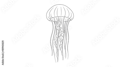 Underwater Ballet: Delicate lines of a jellyfish gracefully dance in the depths of the ocean. The jellyfish, a master of elegance, moves with effortless ease.