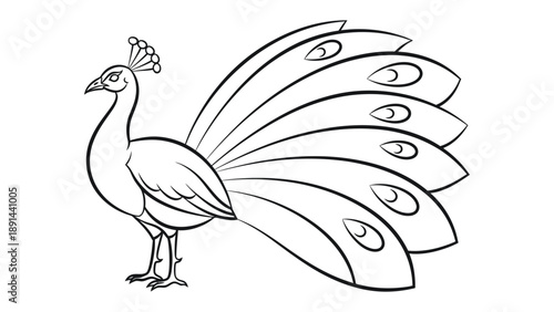 Peacock illustration: An elegant peacock displays its magnificent tail feathers, a symbol of beauty and pride. Drawn in an illustrative style.