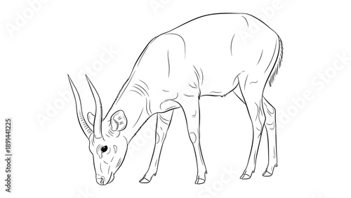  Line Art Gazelle: A detailed line art illustration of a gazelle in a serene posture, gracefully bending to graze, showcasing the elegant lines and contours of the animal.