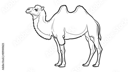 Camel Contour: A minimalist line art illustration of a majestic camel, its silhouette a testament to the animal's iconic form, showcasing its hump and grace.